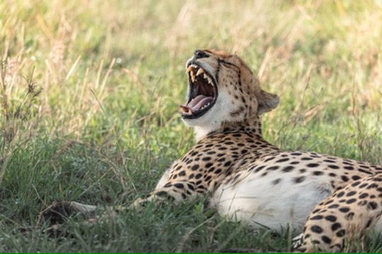 Photographing the Big Five: a guide's honest advice