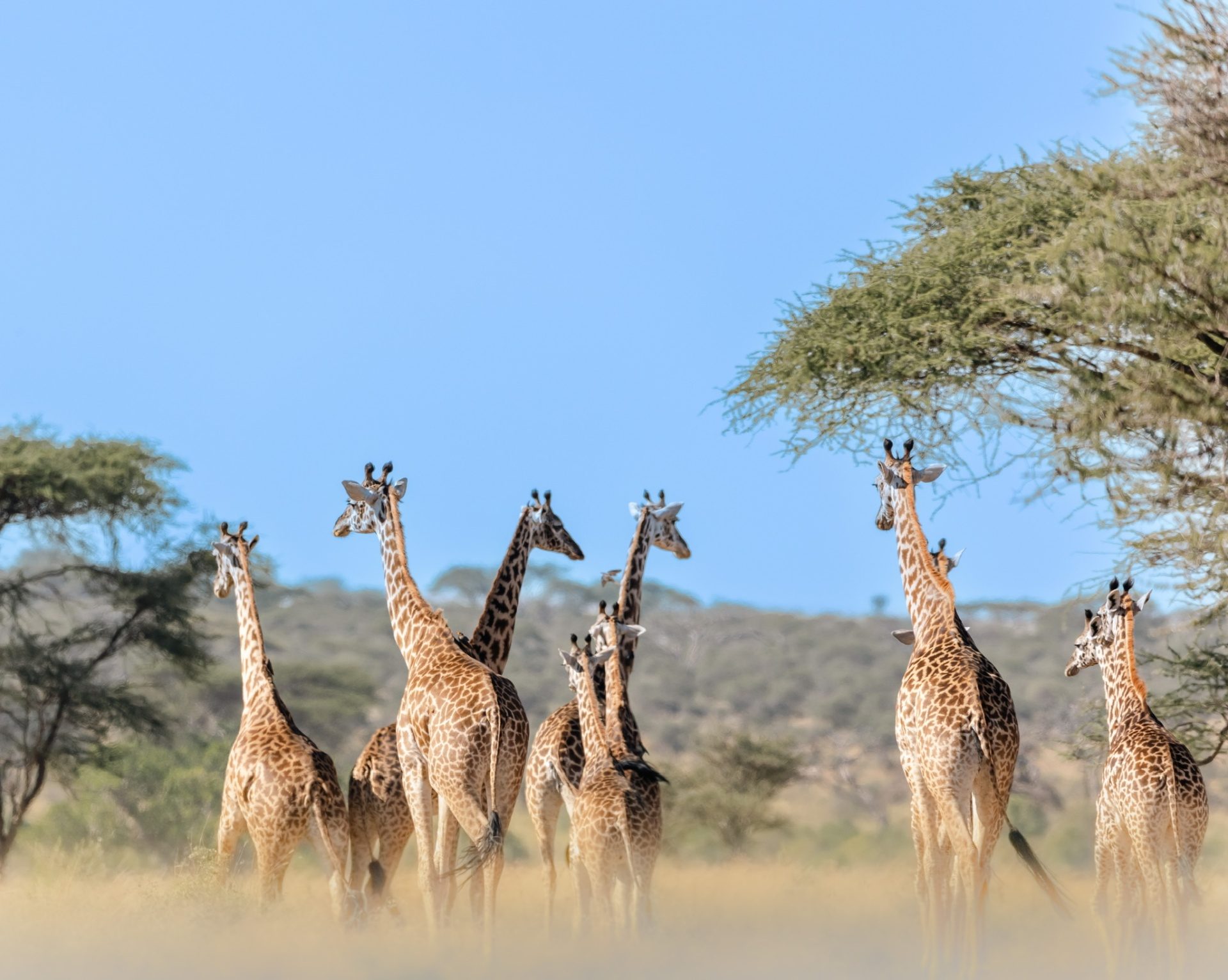 Planning a multi-generational safari in Tanzania - photograph 2